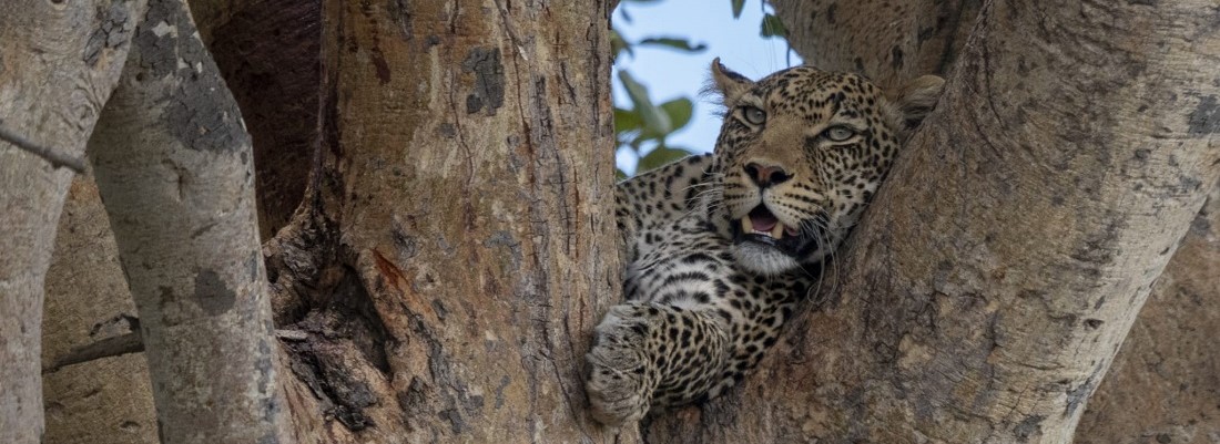 leopardo per sito